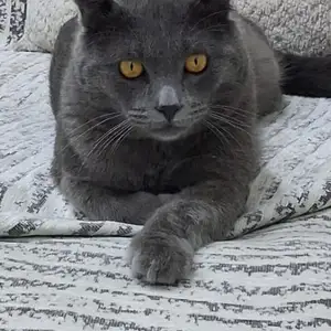 Кот на вязку, Хуҷанд