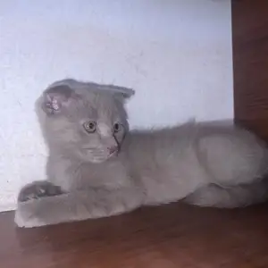 Котенок, Душанбе