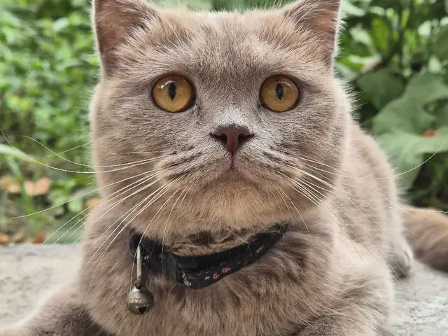 Шотландская кошка, Худжанд
