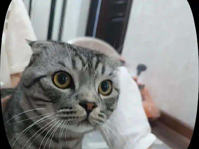 Потерялась кошка, Вахдат