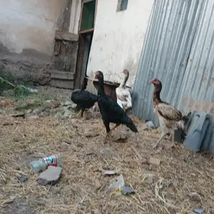 Дакан, Вахдат