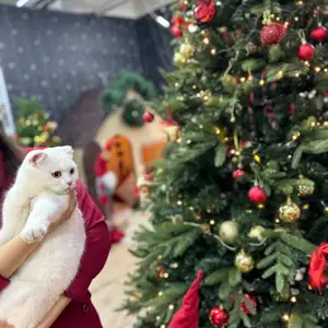 Кошка, Душанбе