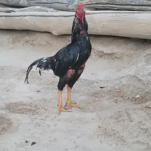 Дакан, Канибадам