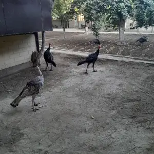 Чучаи индук, Бобоҷон Ғафуров