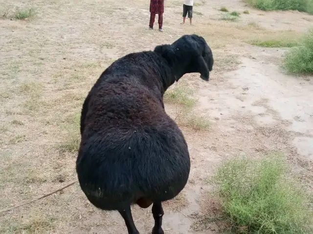 Кучкор, Бальджувон