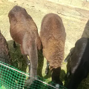 Солуки оча Бача, Гиссар