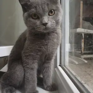 Шотландский прямоухий кот на вязку, Худжанд