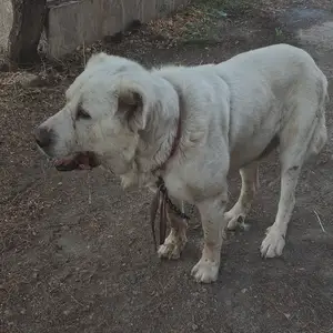 Алабай, Худжанд