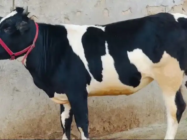 Гуночин, Душанбе