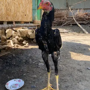 Дакан, Конибодом