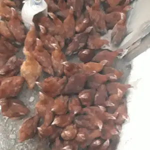 Мурги Ломан Браун, Худжанд