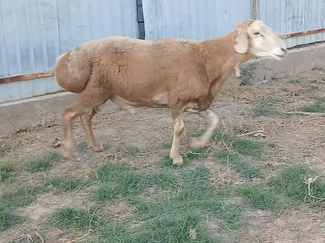 Кушкори арашан, Ёвон