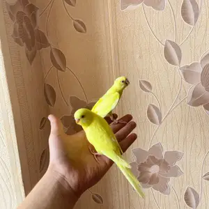 Попугай, Душанбе