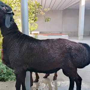 Кушкор, Худжанд