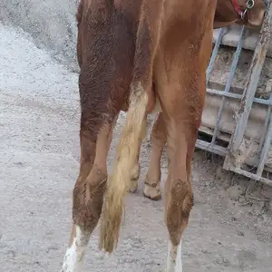 Букачаи сементал, Душанбе