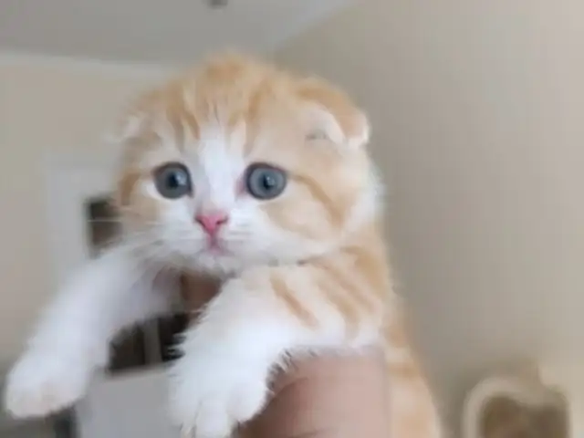 Шотландский вислоухий котёнок, Душанбе