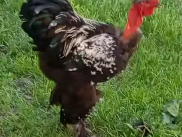 Чуча, Фархор