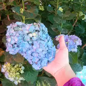 Гортензия крупнолистная, Душанбе