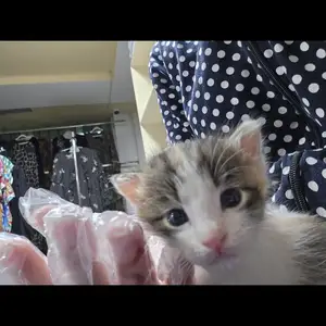 Котята, Душанбе