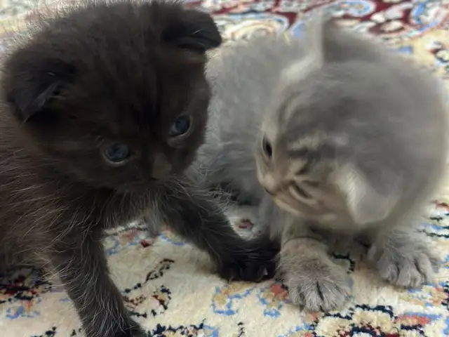 Шотландский котенок, Душанбе