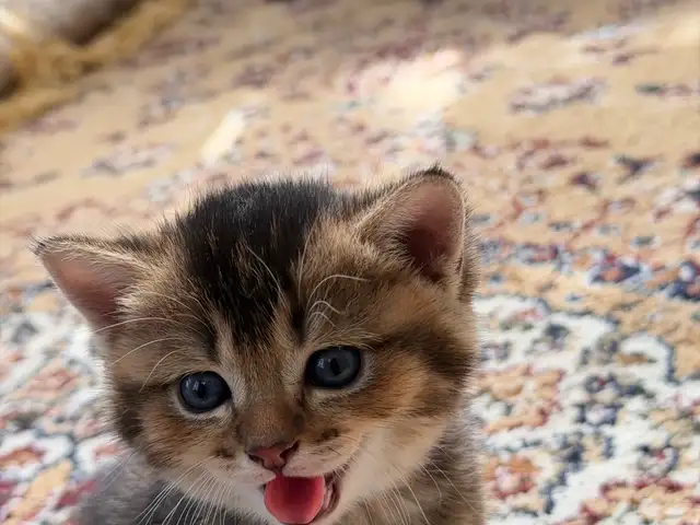 Котик шотландский, Душанбе