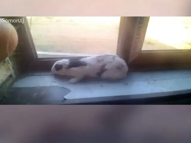 Харгуши мода, Ваҳдат