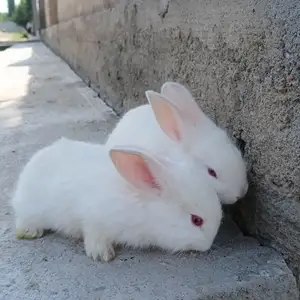 Харгушҷа, Вахдат