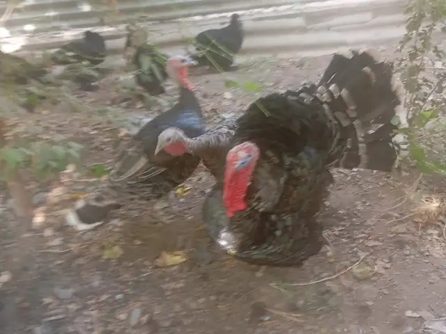 Индюк, Ҳамадонӣ