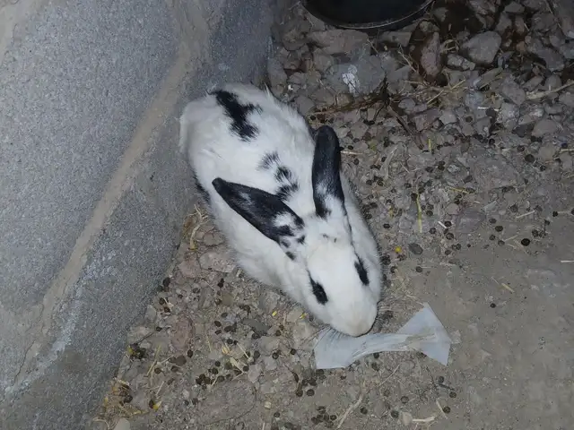 Кролик, Хуҷанд