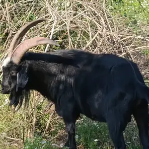 Буз, Душанбе