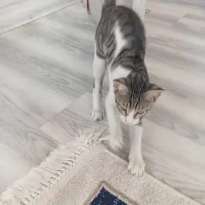 Кот, Душанбе