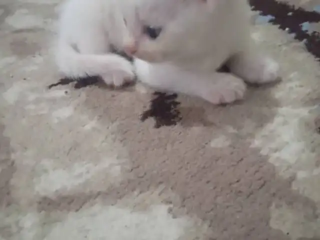Кошки Шотландские, Душанбе