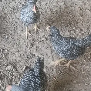 Чуҷаҳои доминант, Гиссар