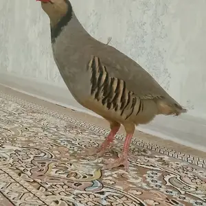 Кабки Ванҷ, Душанбе