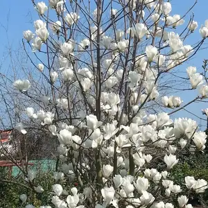 Магнолия листопад, Душанбе