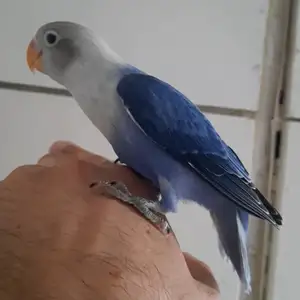 Попугай, Душанбе