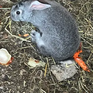 Харгушхо, Худжанд