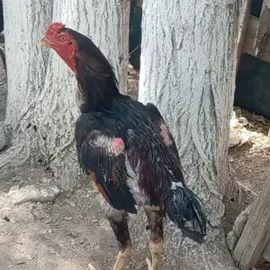 Дакан, Хуҷанд