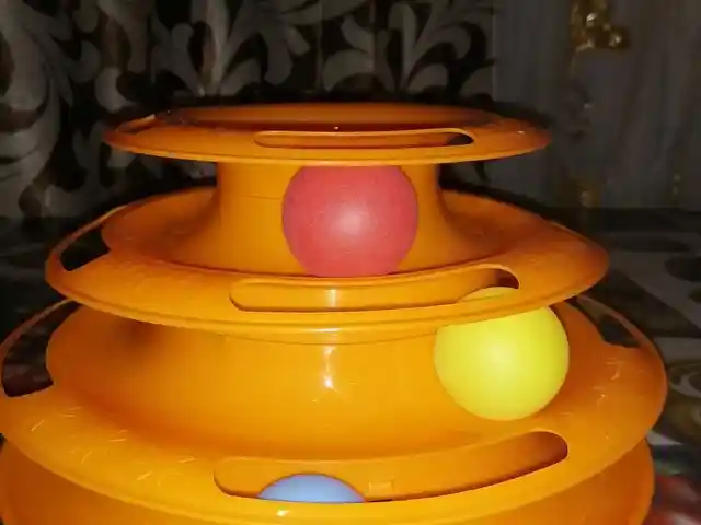 Игрушка для котят, Душанбе