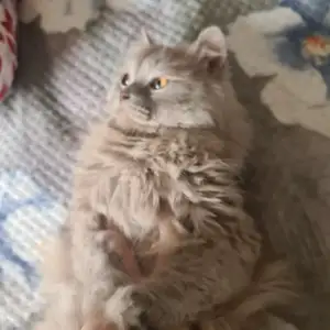 Кот, Худжанд