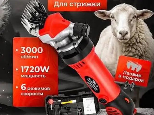 Мошинкаи муйи гусфандгирак ба аренда, Худжанд