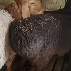 Гусфанд, Худжанд