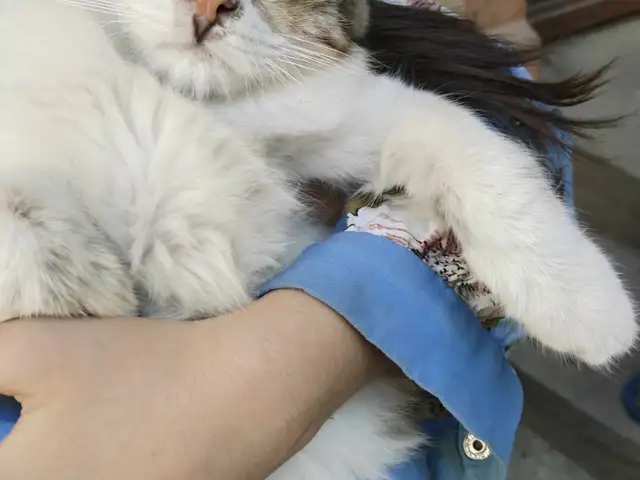 Кошка, Душанбе - 3