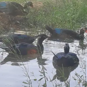Мургоби, Мастчоҳ