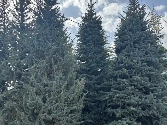 Ель голубая, Душанбе
