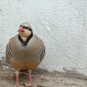 Кавки Узбекистан чучай, Вахдат