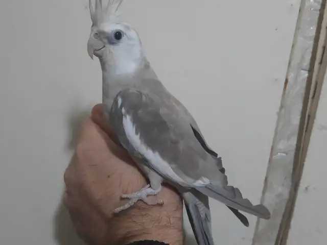 Попугай, Душанбе