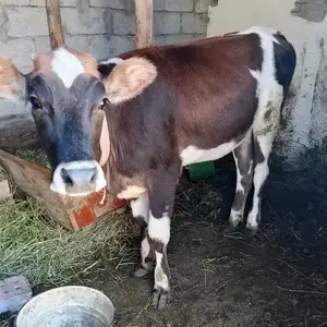 Гуночин, Канибадам