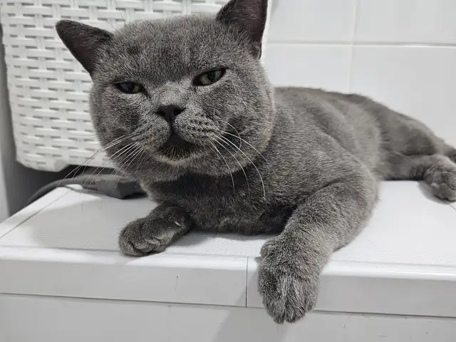 Британский кот, Хуҷанд