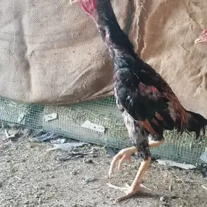 Дакан, Душанбе
